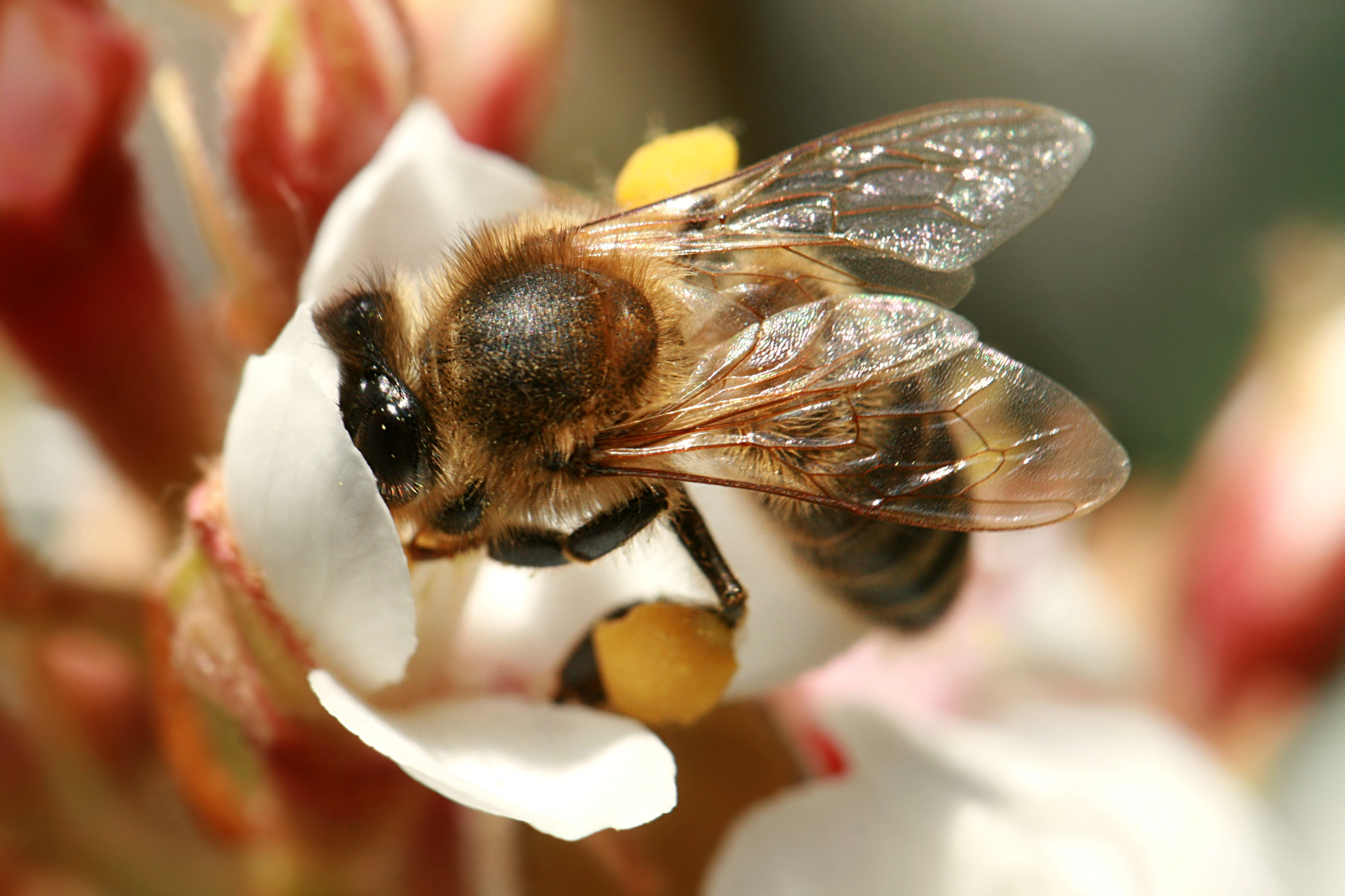 Abeille butinant une fleur blanche